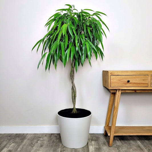Ficus ‘Alii’ – فيكس علي