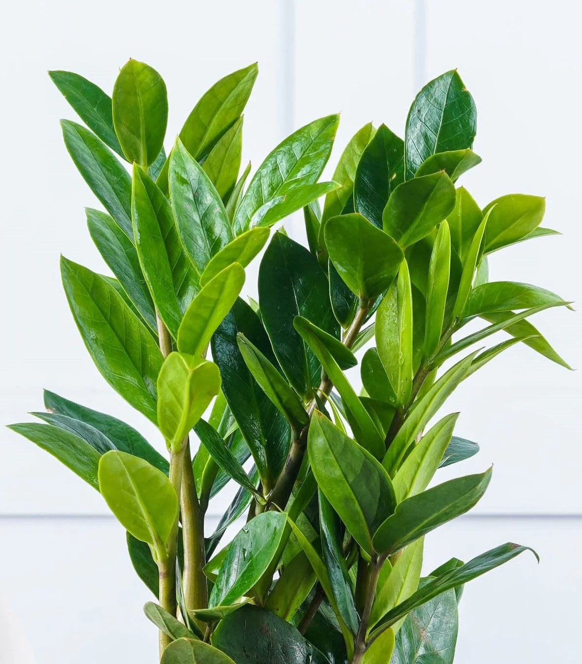 زاميوكولكاس (زاميا) - ارتفاع 70سم Zamioculcas zamiifolia