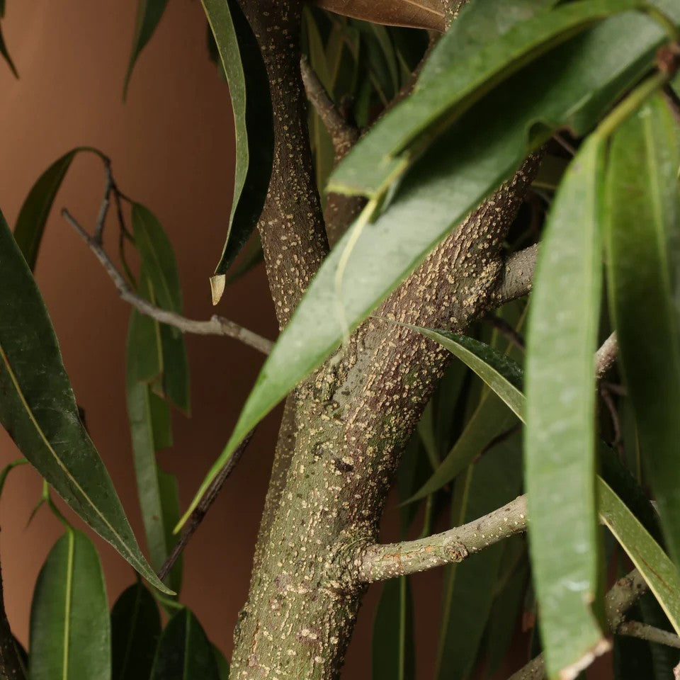Ficus ‘Alii’ – فيكس علي