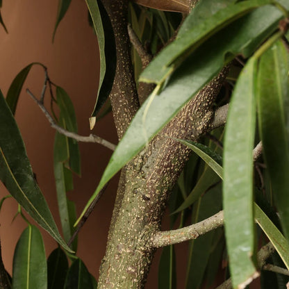 Ficus ‘Alii’ – فيكس علي