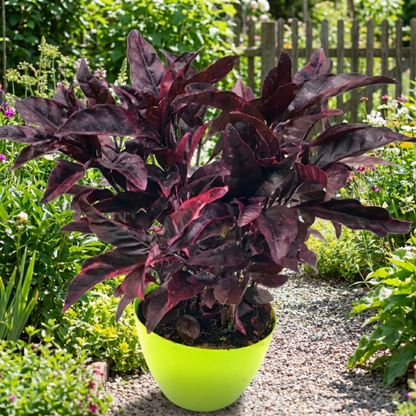 Purple False Eranthemum