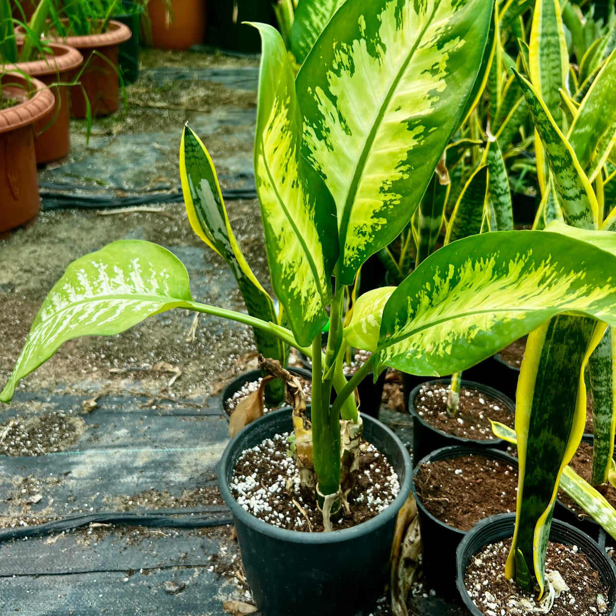 Dumb Cane Plant-نبات قصب السكر