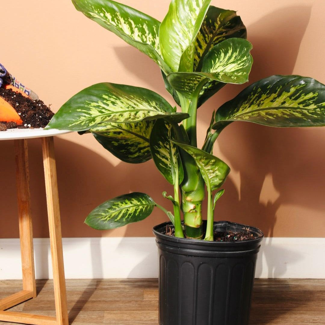 Dumb Cane Plant-نبات قصب السكر