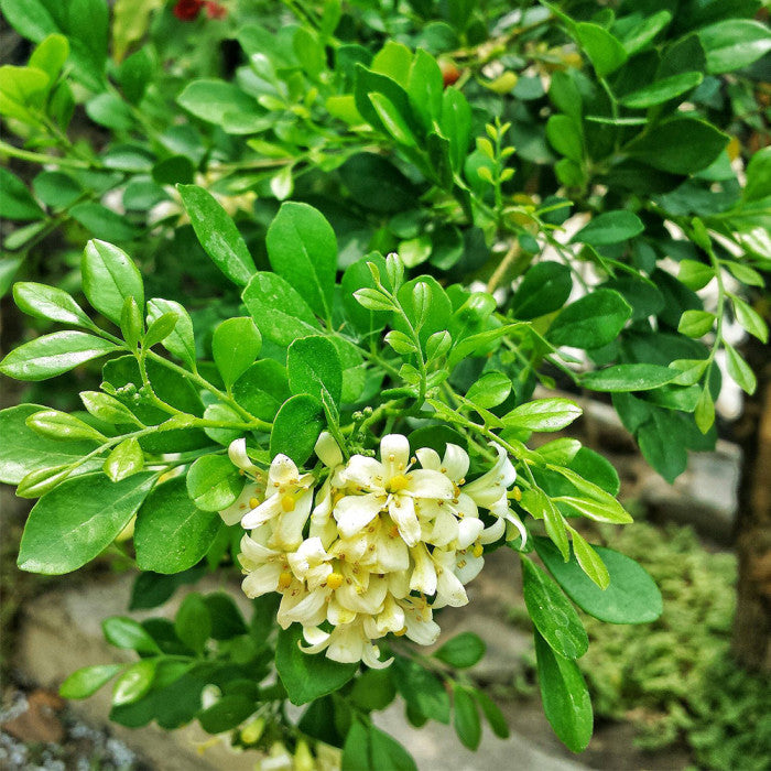 Orange Jasmine – The Fragrant Jewel of the Tropics-برتقال ياسمين