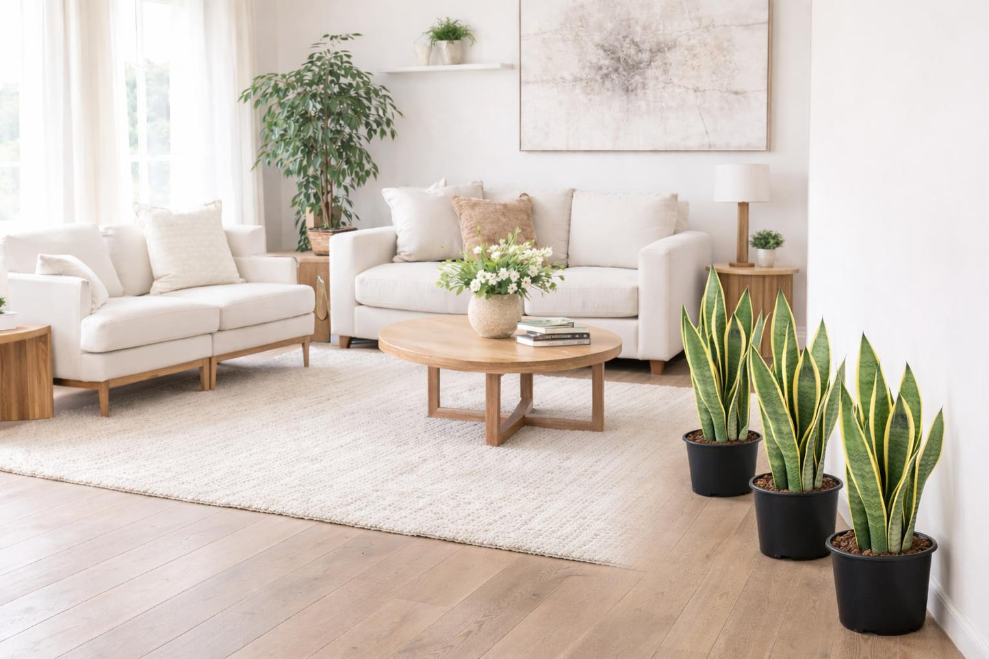 Snake Plants-نباتات الثعبان