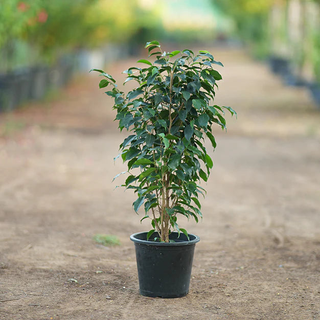 Ficus benjamina – The Graceful Weeping Fig -فيكوس بنيامينا