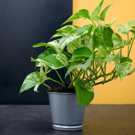 Money Plant – The Green Symbol of Prosperity-نبات المال