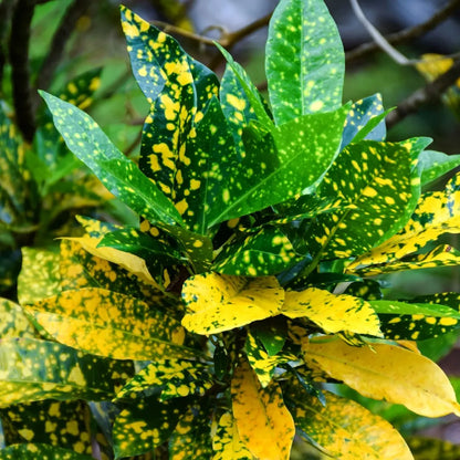 Gold Dust Plant – The Speckled Jewel of the Garden -نبتة الغبار الذهبي