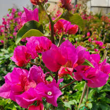 Bougainvillea – The Colorful Queen of the Tropics -الجهنمية