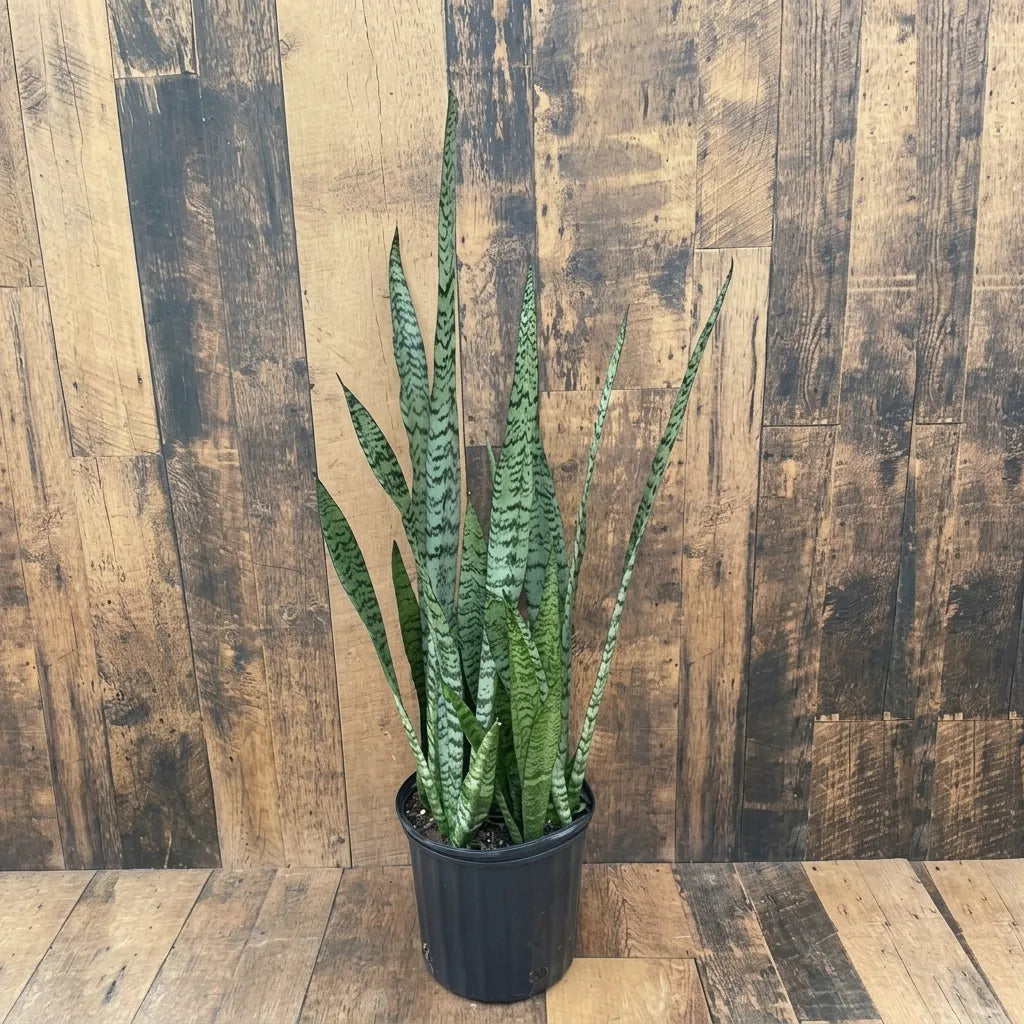 Snake Plants-نباتات الثعبان