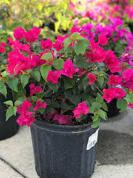 Bougainvillea – The Colorful Queen of the Tropics - الجهنمية