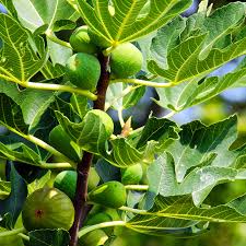 Fig plant- The Ancient Tree of Life -نبات التين