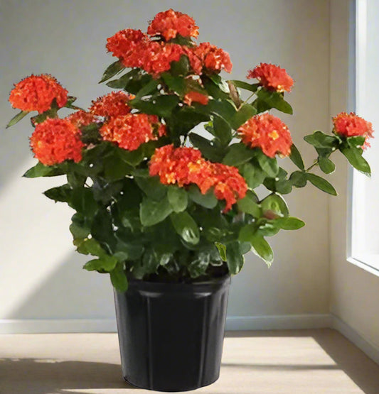 Ixora Plant – The Flame of the Woods-نبات اكسورا