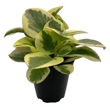 Glossy-leaved Peperomia-بيبيروميا ذات الأوراق اللامعة