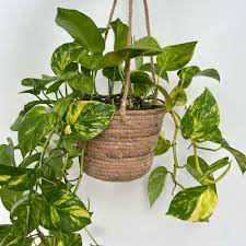 Money Plant – The Green Symbol of Prosperity-نبات المال