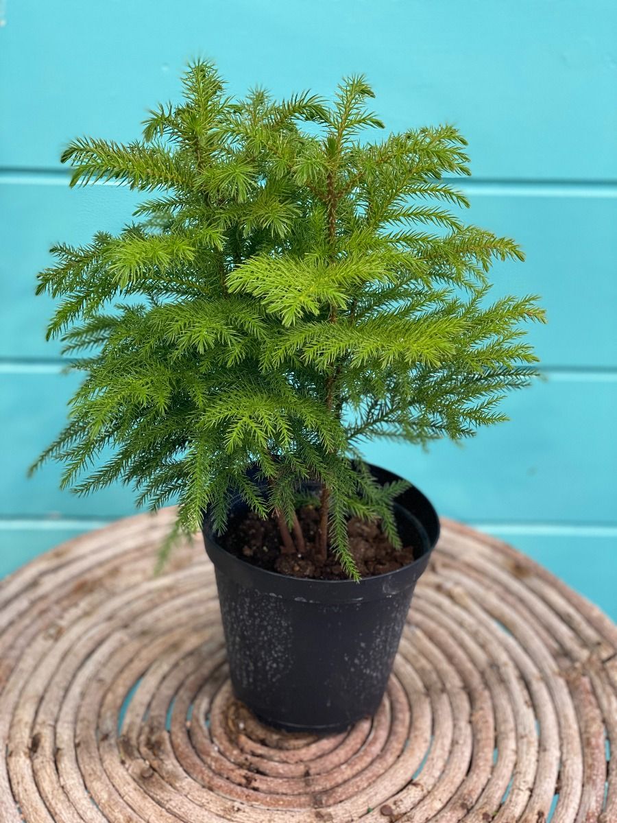 Island Pine شجرة كوكسي أيلتد نيات داخلي