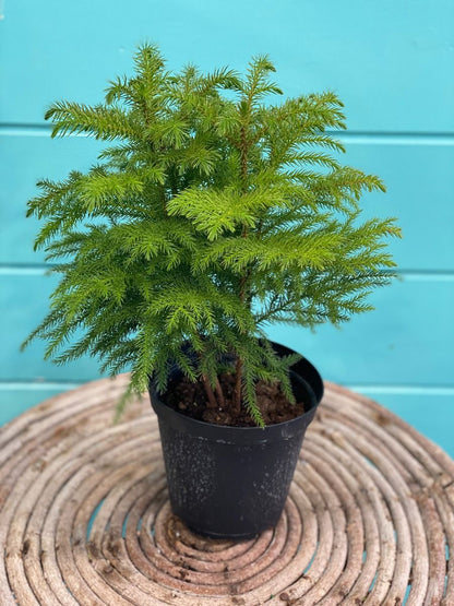 Island Pine شجرة كوكسي أيلتد نيات داخلي