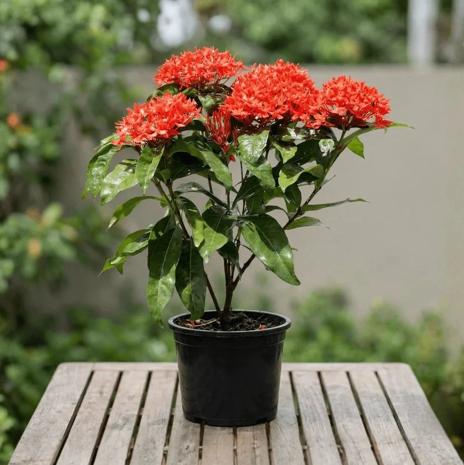 Ixora Plant – The Flame of the Woods – نبات الإكسورا