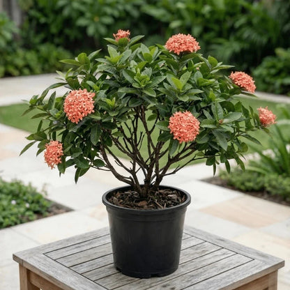 Ixora Plant – The Flame of the Woods – نبات الإكسورا
