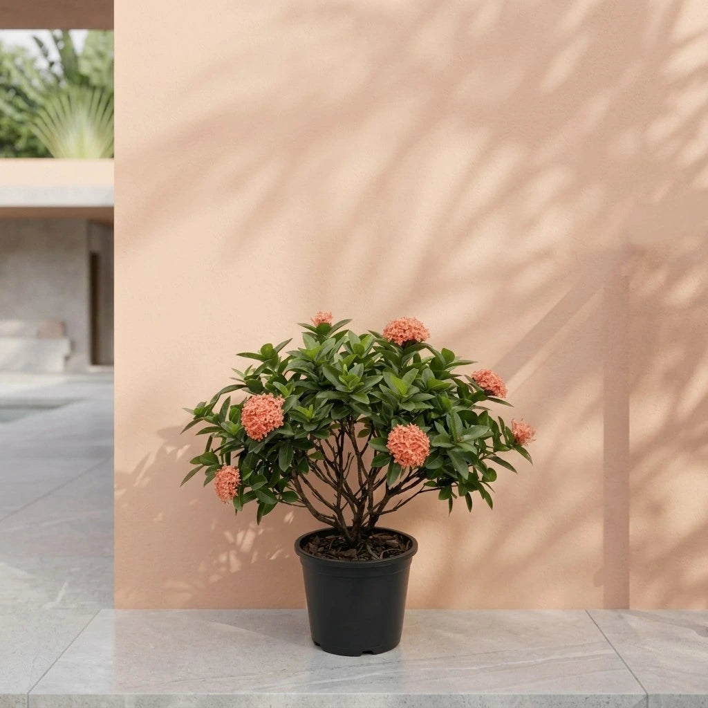 Ixora Plant – The Flame of the Woods – نبات الإكسورا