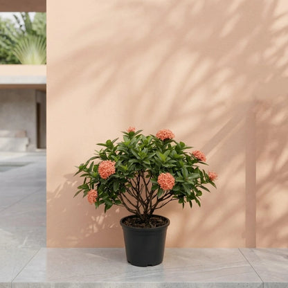 Ixora Plant – The Flame of the Woods – نبات الإكسورا