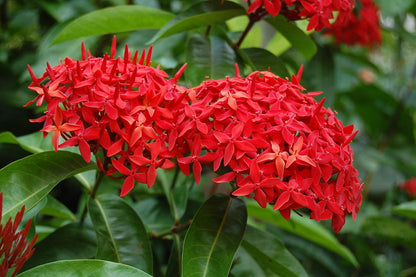 Ixora Plant – The Flame of the Woods-نبات اكسورا