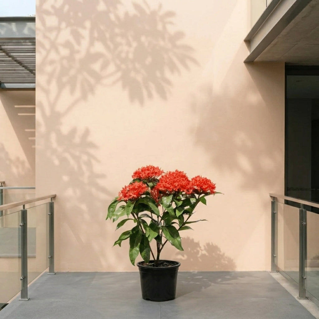 Ixora Plant – The Flame of the Woods – نبات الإكسورا