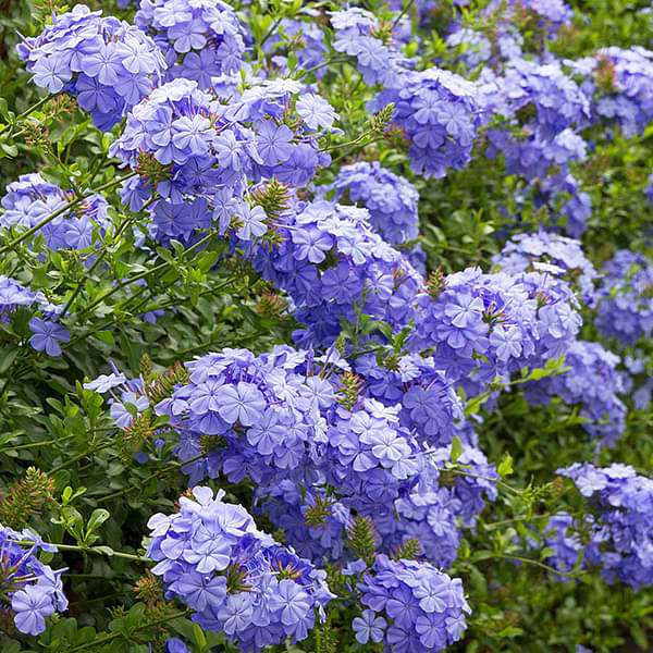 Blue plumbago البلومباغو
