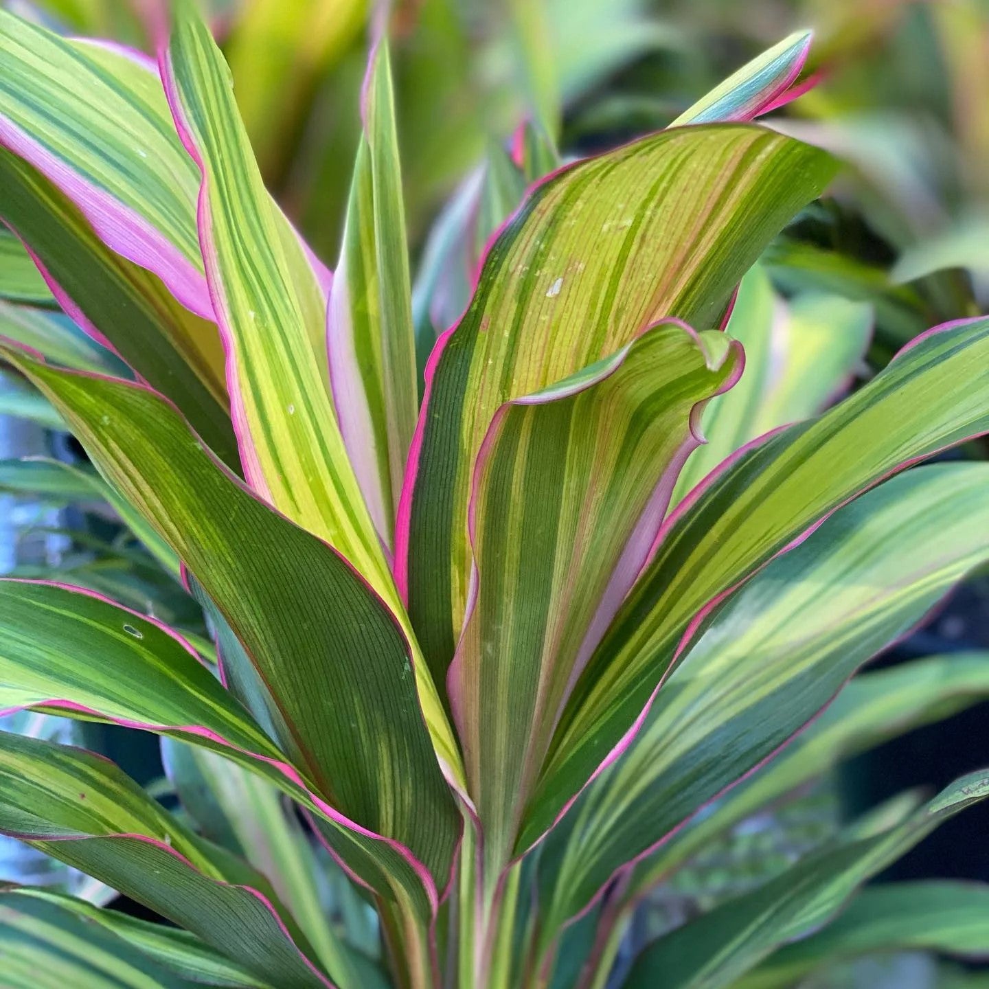 Cordyline “Kiwi” Plant كورديل شجيري