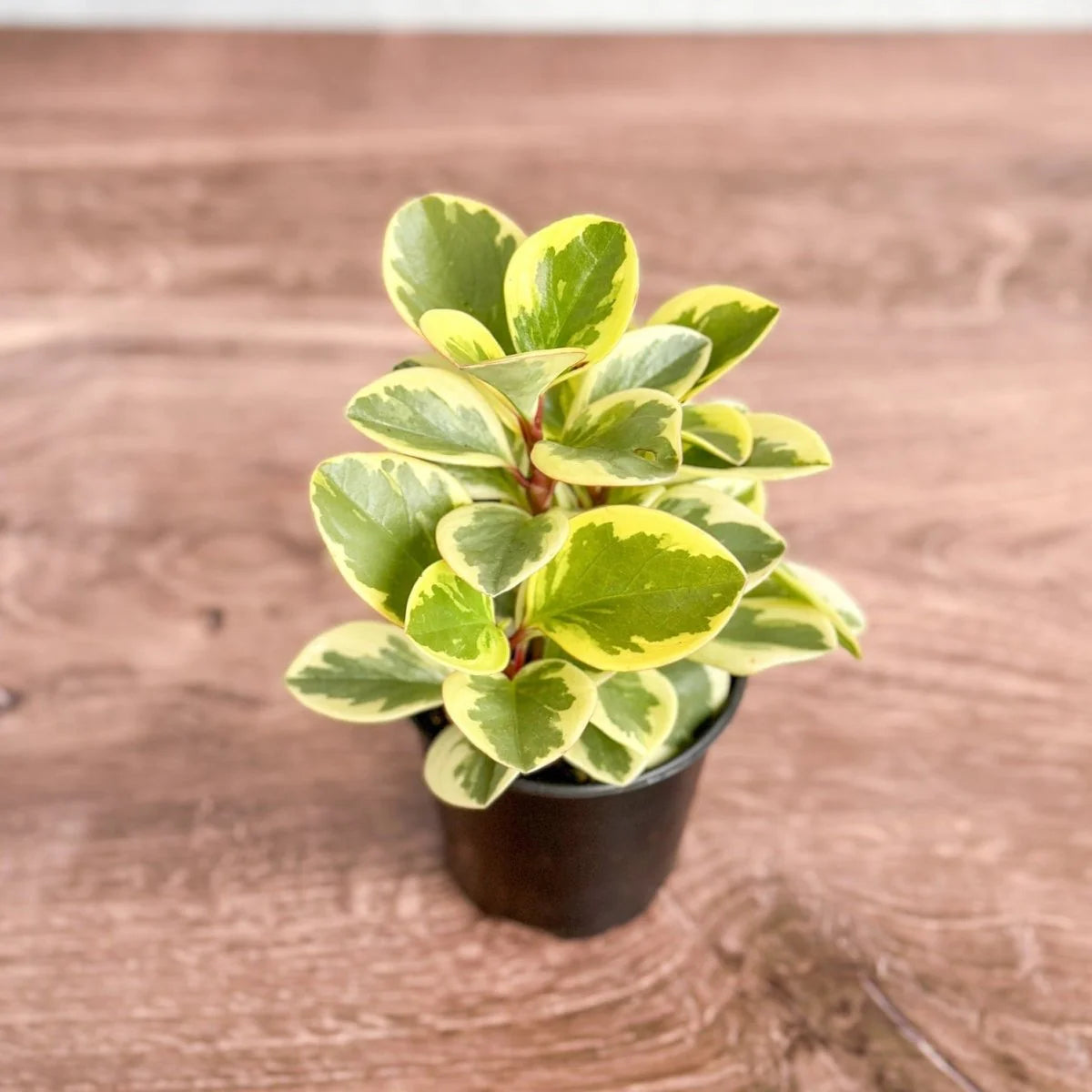 Glossy-leaved Peperomia-بيبيروميا ذات الأوراق اللامعة