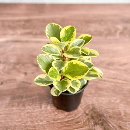 Glossy-leaved Peperomia-بيبيروميا ذات الأوراق اللامعة