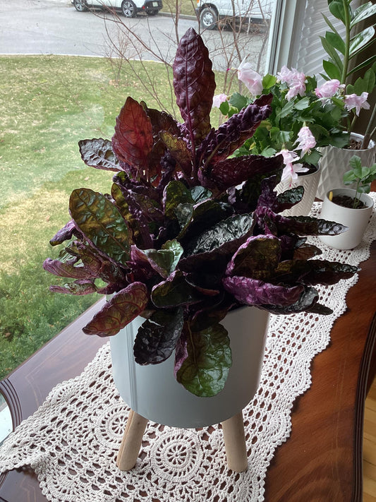 Purple Waffle Plant –نبات الوافل الأرجواني