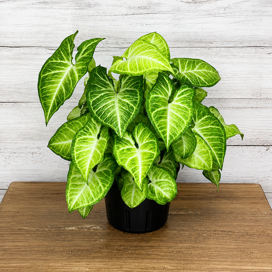 Arrowhead Plant - نبات رأس السهم