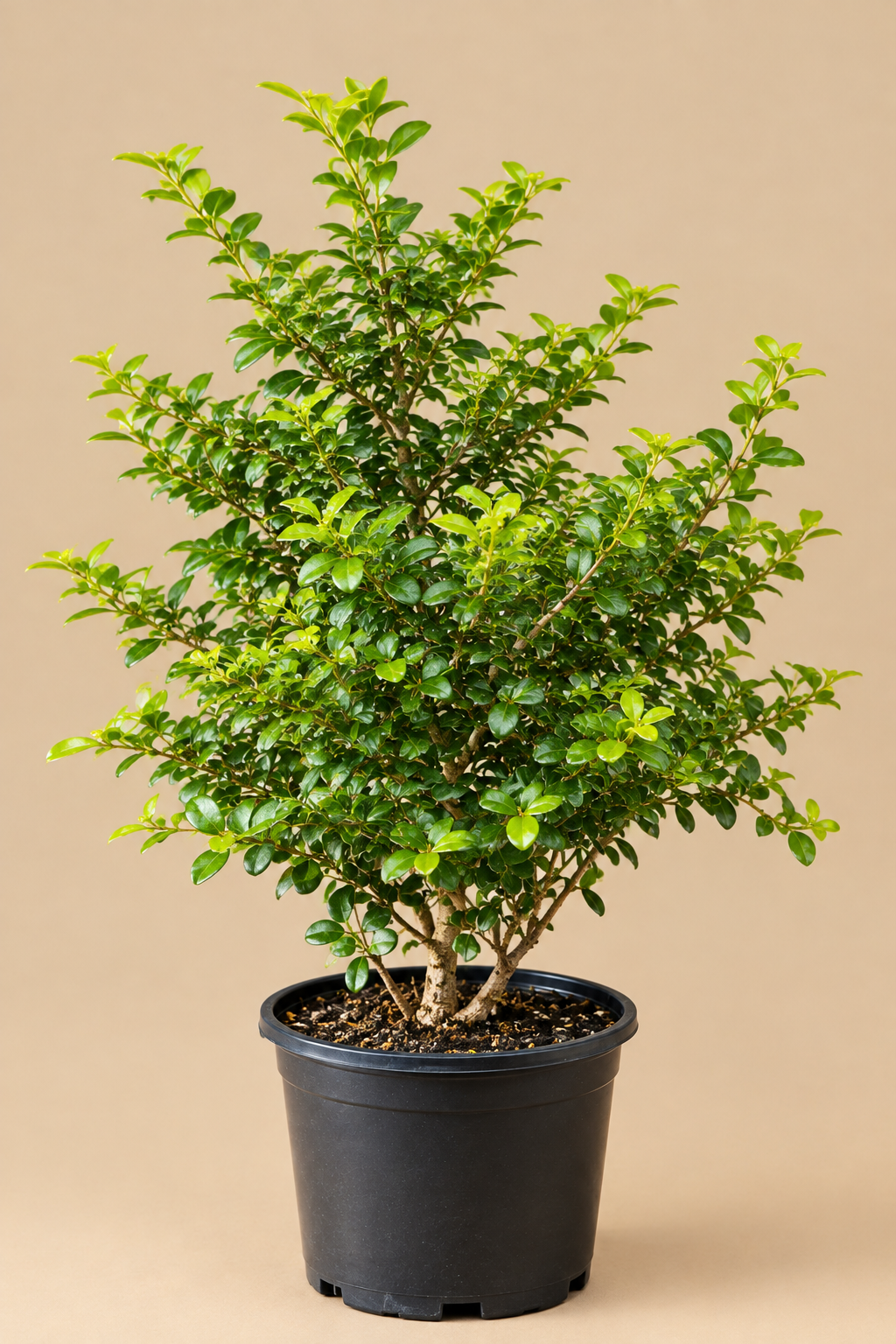 Carmona Plant – Fukien Tea Bonsai | كارمونا بونساي