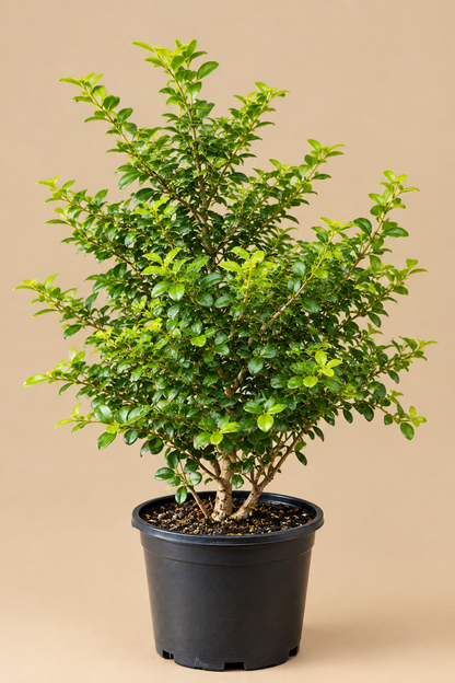 Carmona Plant – Fukien Tea Bonsai | كارمونا بونساي