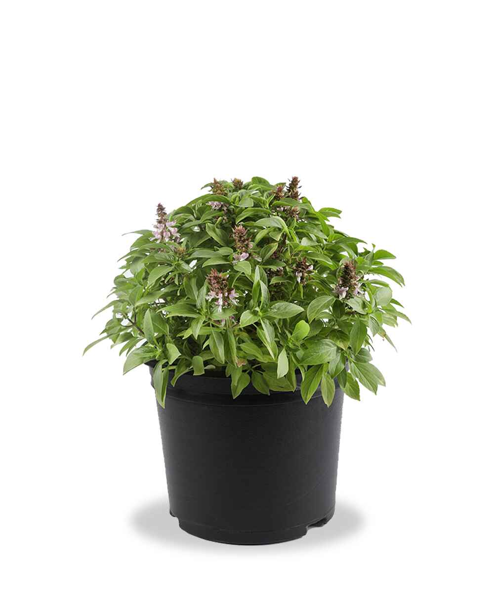 Mashmoom (Holy Basil) – المَشموم | الريحان المقدس