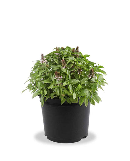 Mashmoom (Holy Basil) – المَشموم | الريحان المقدس