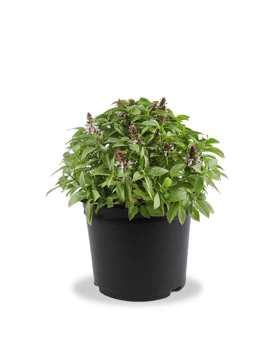 Mashmoom (Holy Basil) – المَشموم | الريحان المقدس