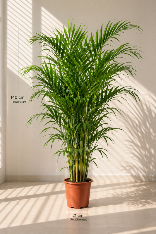 Areca Palm - Dypsis lutescens - 140cm - نبات