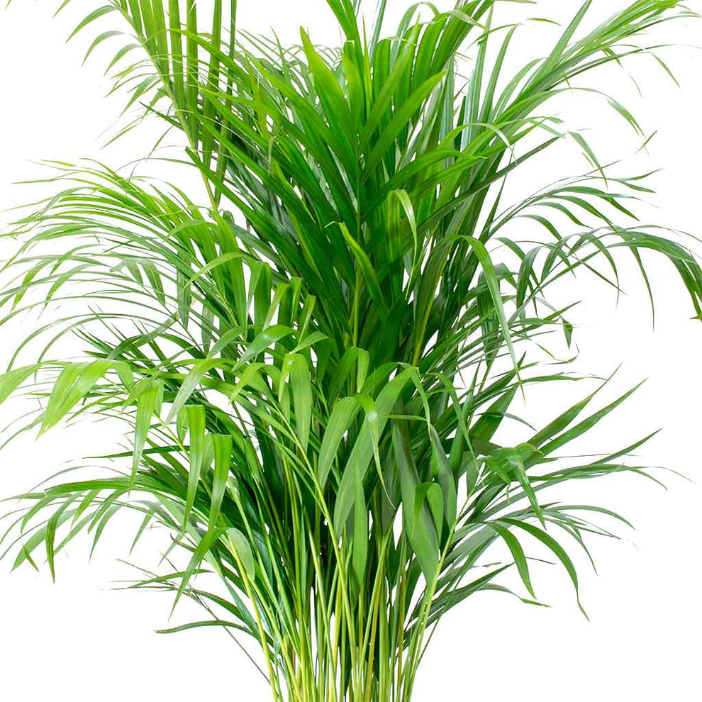 Areca Palm - Dypsis lutescens - 140cm - نبات