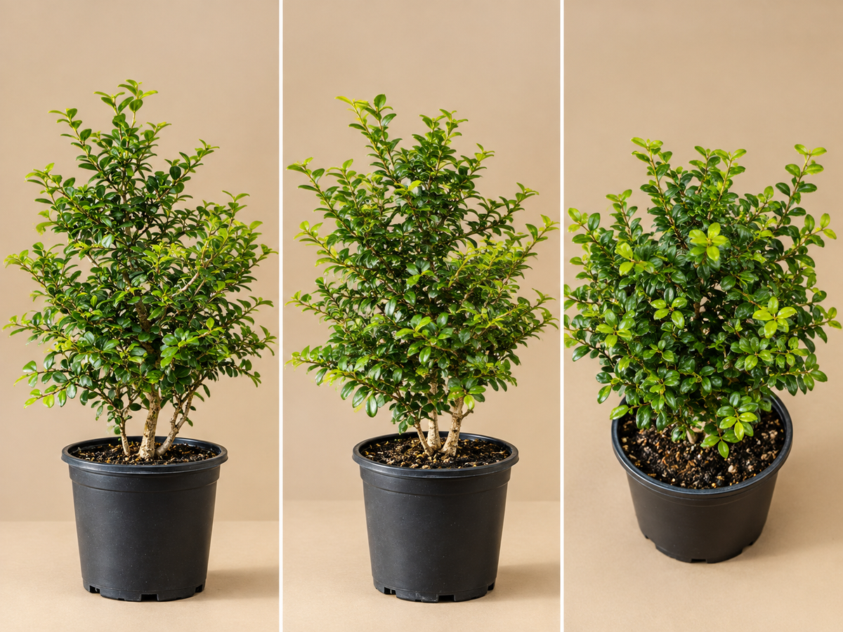Carmona Plant – Fukien Tea Bonsai | كارمونا بونساي