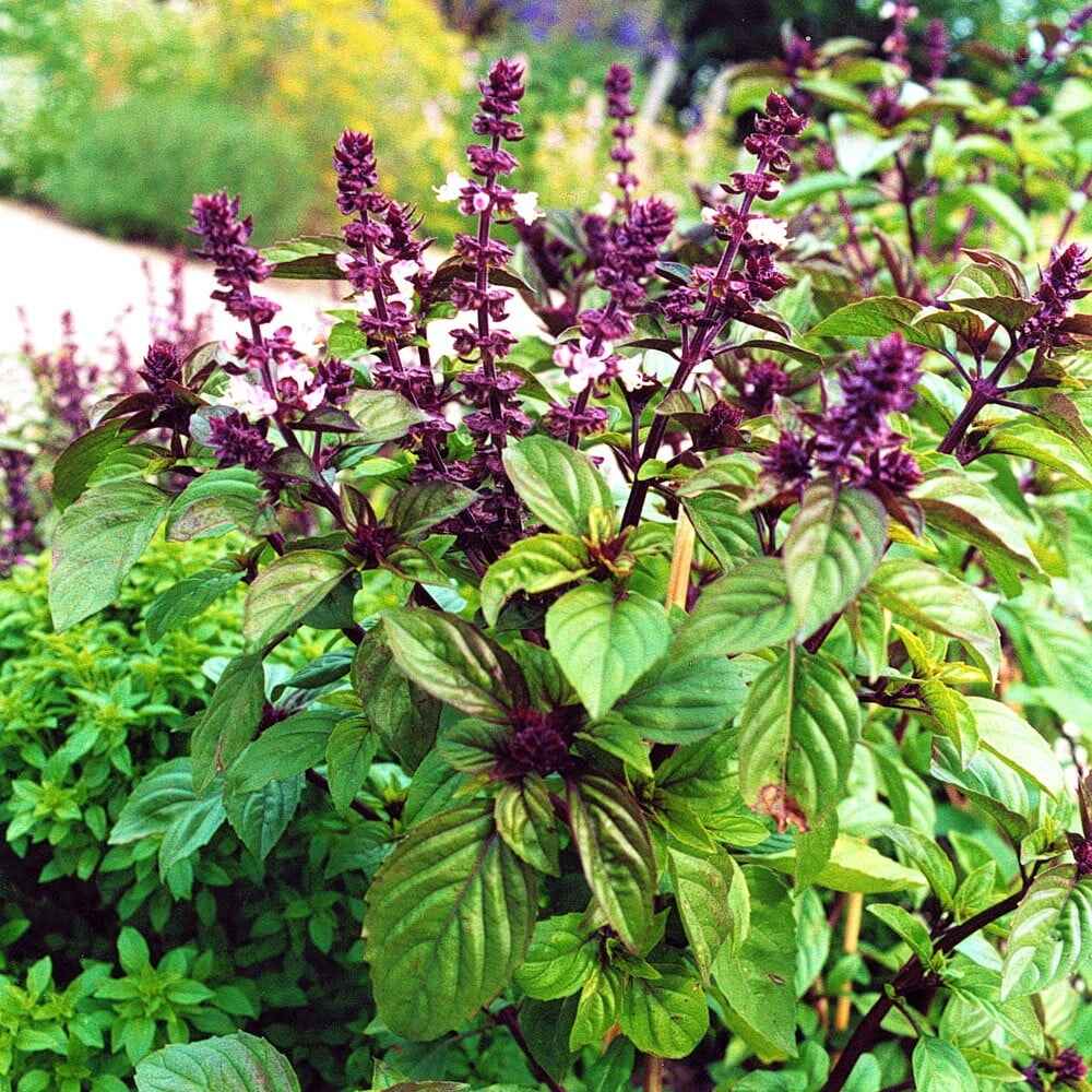 Mashmoom (Holy Basil) – المَشموم | الريحان المقدس