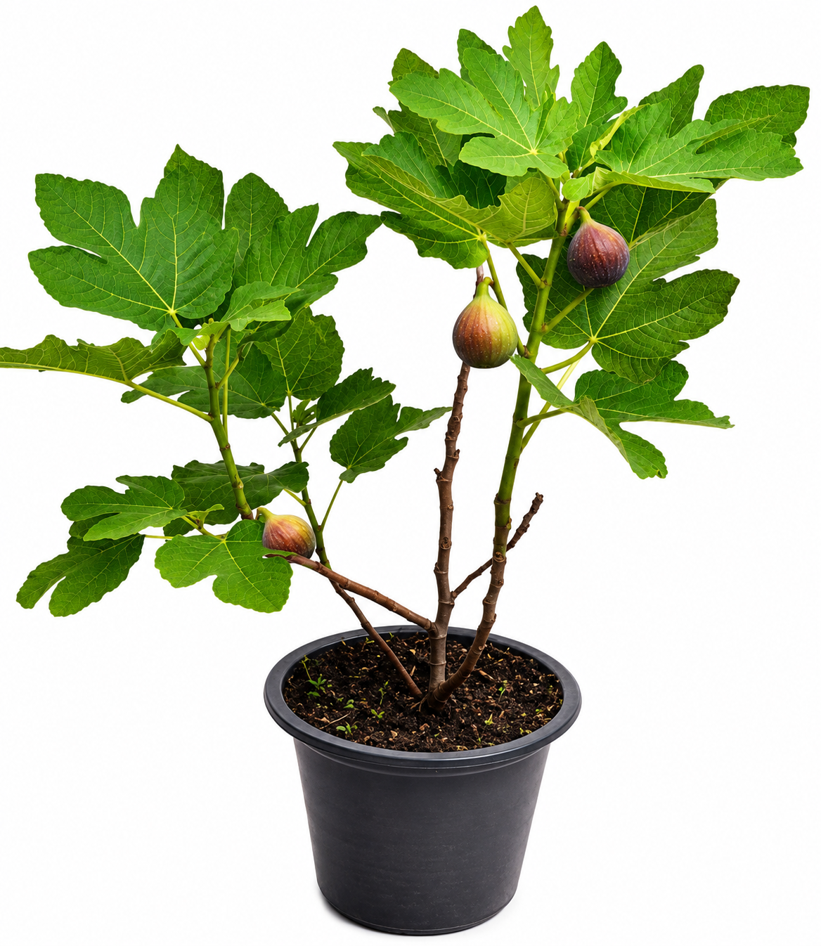 Fig plant- The Ancient Tree of Life -نبات التين