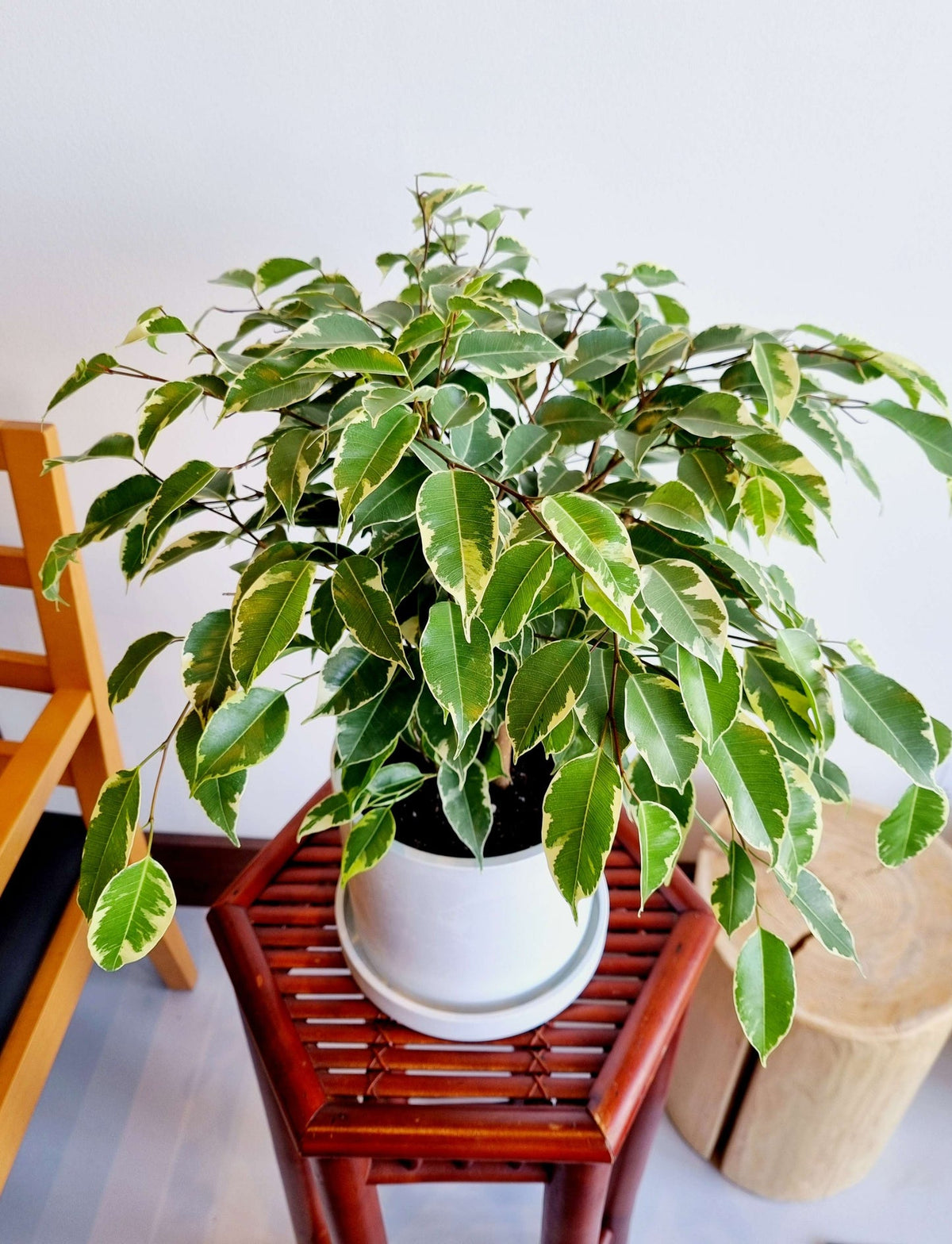 Variegated Weeping Fig (Ficus benjamina variegata)شجرة التين الباكي المتنوعة