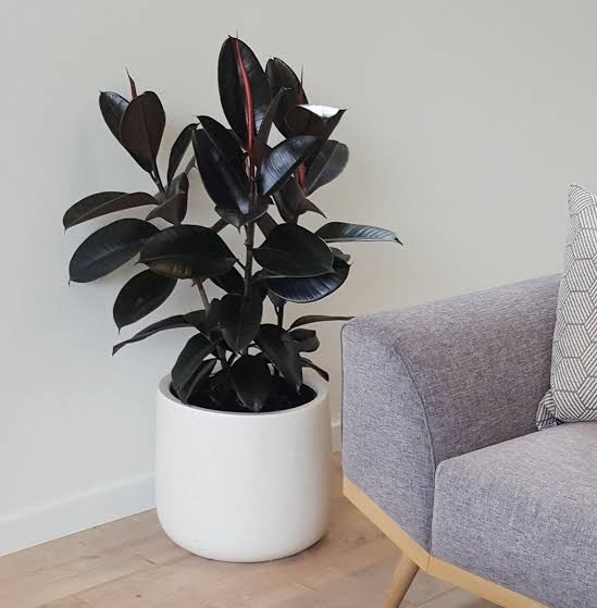 Ficus Elastica ‘Burgundy’ – Rubber Plant | فيكس إيلاستيكا بورغندي