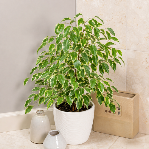 Variegated Weeping Fig (Ficus benjamina variegata)شجرة التين الباكي المتنوعة