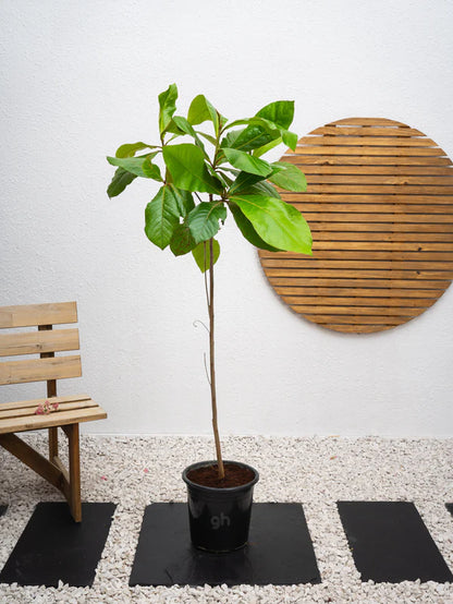 indian almond vs fiddle leaf fig Tropical Almond (Indian Almond Tree) شجرة اللوز الهندية – GreenHavenKW