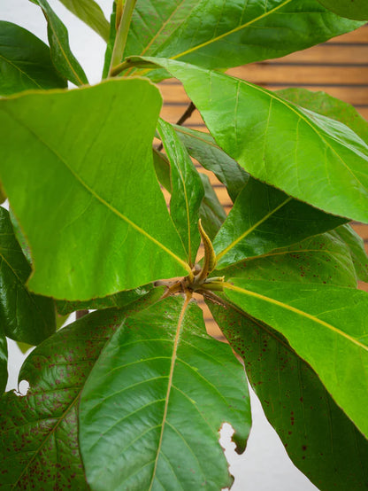 Tropical Almond (Indian Almond Tree) شجرة اللوز الهندية